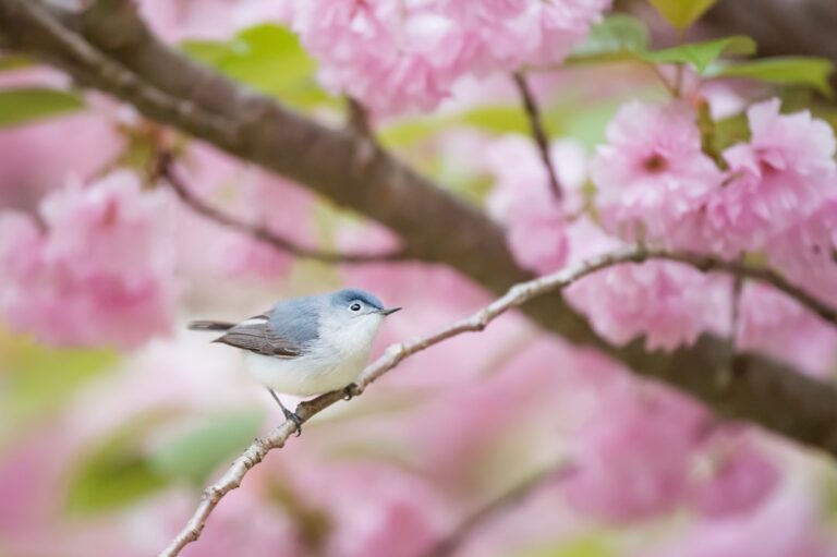 Photo Bird, Mariah