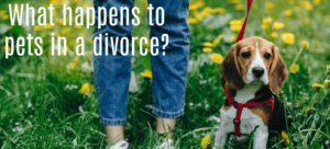 What Happens to Pets in a Divorce?