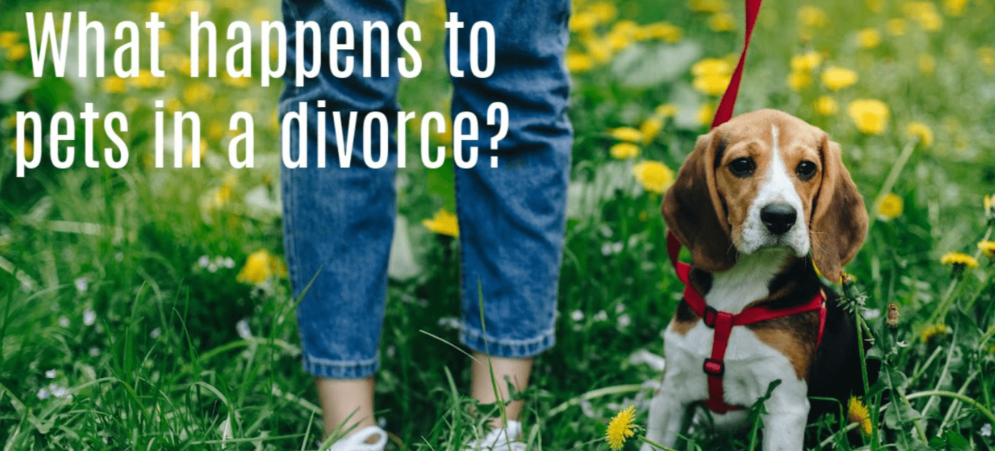 What Happens to Pets in a Divorce?